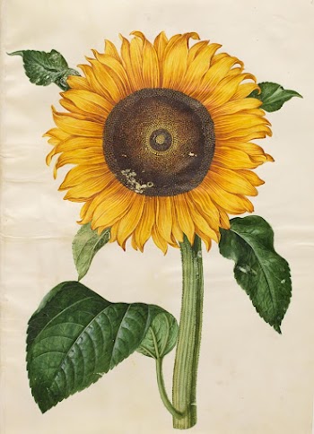 Helianthus annuus (common sunflower) by Maria | Free Photo - rawpixel