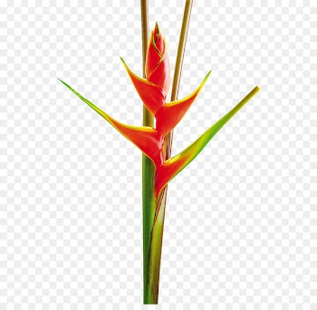 Heliconia bihai Heliconia wagneriana Bird of paradise flower Heliconia vellerigera Portable Network Graphics - heliconia flyer 