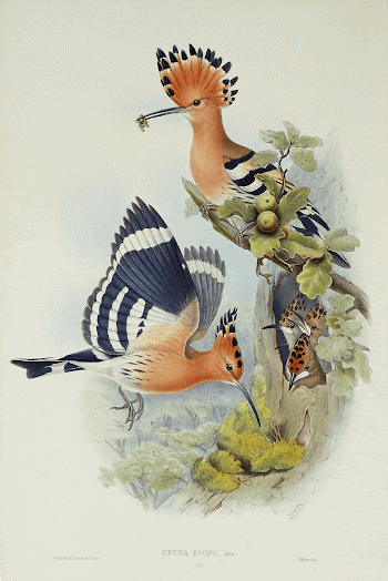 Heliomaster Angelae (ca. 1849&ndash;1887) print | Free Photo - rawpixel