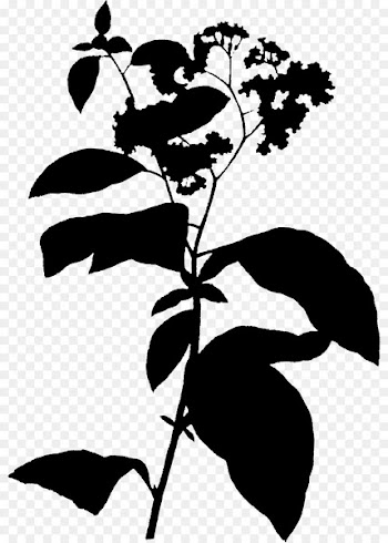 Heliotropium Flowering plant Plants Subshrub Plant stem -  