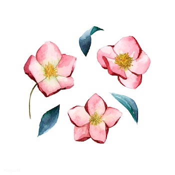 Hellebore flowers painted by watercolor vecto.. | Free stock vector - 489180