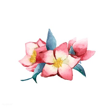 Hellebore flowers painted by watercolor vecto.. | Free stock vector - 489262