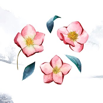 Hellebore flowers painted by watercolor vecto.. | Free stock vector - 489296