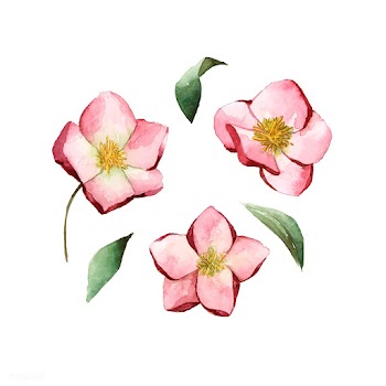 Hellebore flowers painted by watercolor vecto.. | Free stock vector - 489366