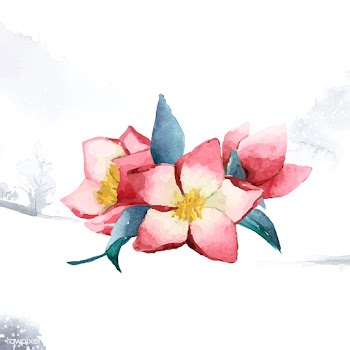 Hellebore flowers painted by watercolor vecto.. | Free stock vector - 489377
