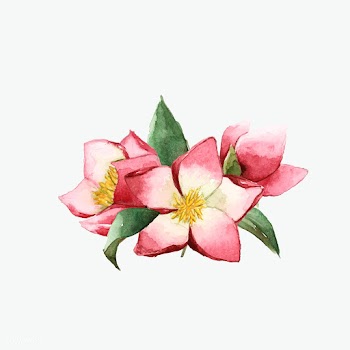 Hellebore flowers painted by watercolor vecto.. | Free stock vector - 489408