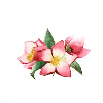 Hellebore flowers painted by watercolor vecto.. | Free stock vector - 489434