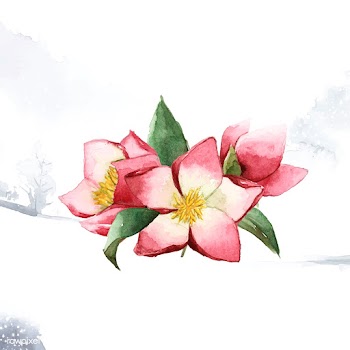 Hellebore flowers painted by watercolor vecto.. | Free stock vector - 489518