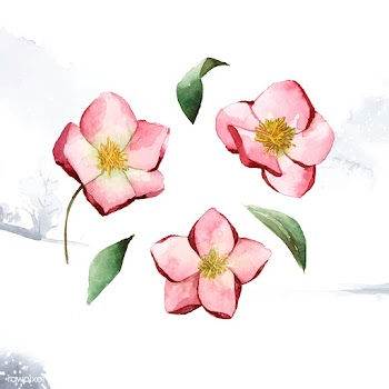 Hellebore flowers painted by watercolor vecto.. | Free stock vector - 489520