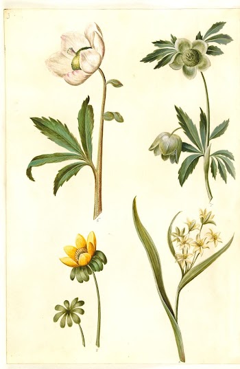 Helleborus niger (common Christmas rose);Eranthis | Free Photo - rawpixel