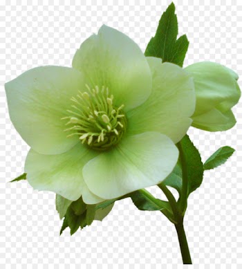 Helleborus niger Flower Garden roses Clip art - pastel flower 