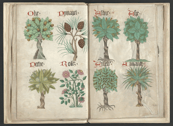 Helmingham herbal and bestiary (1500) | Free Photo - rawpixel