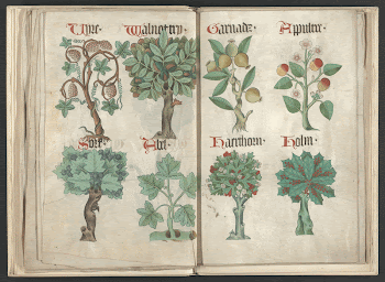 Helmingham herbal and bestiary (1500) | Free Photo - rawpixel