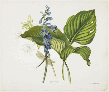 Hemerocallis caerulea (Common Hosta) (1831&ndash;1834) | Free Photo - rawpixel