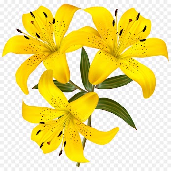 Hemerocallis fulva Lilium bulbiferum Tiger lily Lilium candidum Hemerocallis lilioasphodelus - callalily 