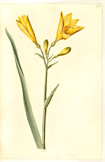 Hemerocallis lilioasphodelus (yellow daylily) by Maria | Free Photo - rawpixel