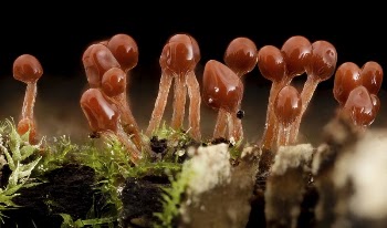 Hemitrichia, Lava Lamp Slime Mold | Free Photo - rawpixel
