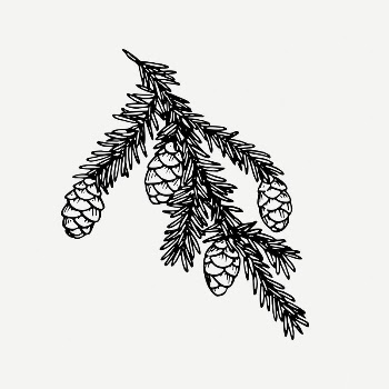 Hemlock clipart, vintage plant illustration | Free PSD Illustration - rawpixel