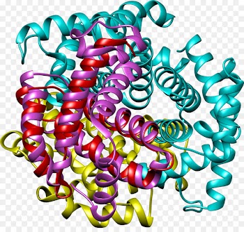 Hemoglobin A1C Red blood cell Iron - hemoglobin transparency and translucency 
