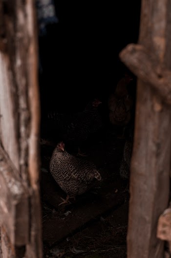 Hen Inside A Cage