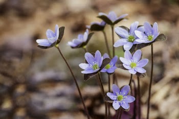 Hepatica. Free public domain CC0 | Free Photo - rawpixel