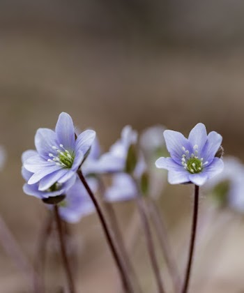 Hepatica. Free public domain CC0 | Free Photo - rawpixel