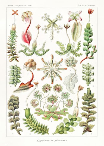 Hepaticae&ndash;Lebermoose from Kunstformen der Natur (1904) by Ernst .. | Free public domain illustration - 2271145