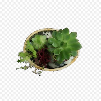 Herb -  