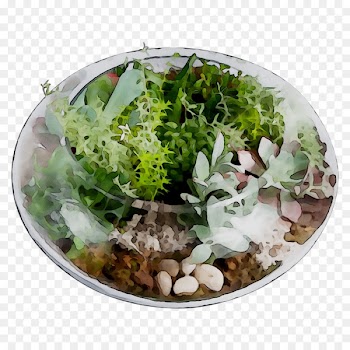 Herb -  