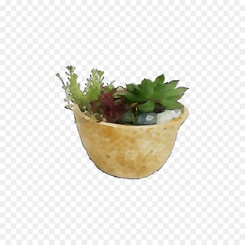 Herb -  