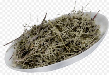 Herb -  