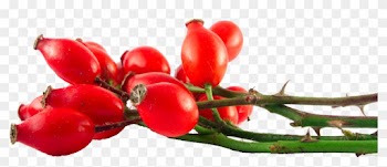 Herb &amp; Hedgerow » For People Who Love &amp; Make Botanical - Benefits Of Rosehip Oil