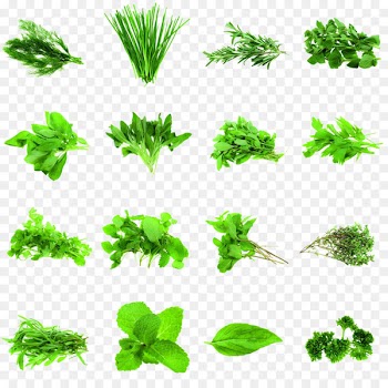 Herb Coriander Parsley Rosemary Spice - herb 