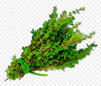 Herb Garden Thyme Watercress Pinene -  