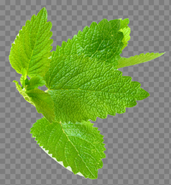Herb & Hedgerow » For people who love & make botanical skincareLemon ...
