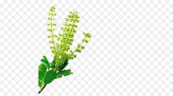 Herb Holy Basil Plant Neem Tree - food ingredients 