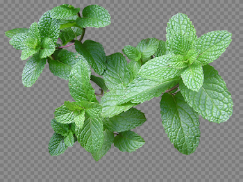 Herb Mint Cut · Free photo on Pixabay