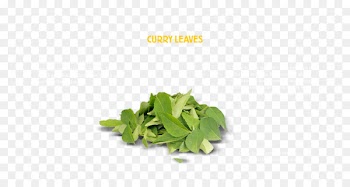 Herb New Curry Leaves Curry tree Leaf vegetable - Leaf 