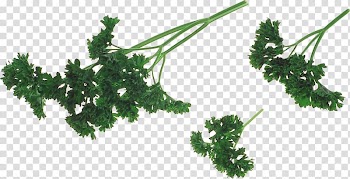 Herb Parsley Vegetable Dill, parsley transparent background PNG clipart