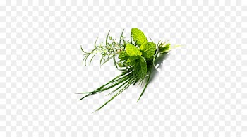 Herb Plant Flat-leaved vanilla Green - Plant herbs 