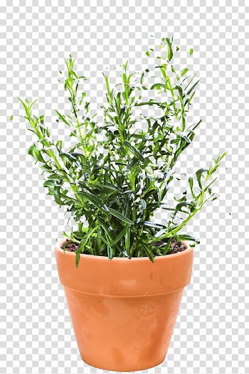 Herb Rosemary Flowerpot Mediterranean Sea Autumn, autumn transparent background PNG clipart