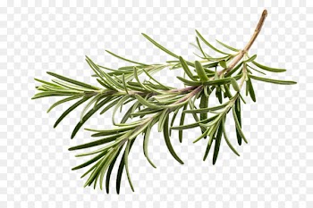 Herb Spice Rosemary Flavor Clip art - parsley 