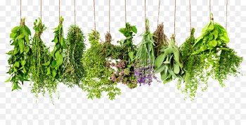 Herb Spice Rosemary Thyme Ingredient - Herbs PNG HD 