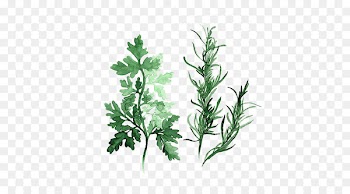 Herb Watercolor painting Parsley Art - Green leaves 