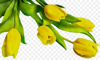Herbaceous plant Bud Plant stem Flowering plant Plants -  