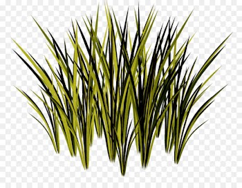 Herbaceous plant Grasses - grass 