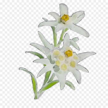 Herbaceous plant Narcissus Plant stem CJSC EDELWEISS-M Plants -  