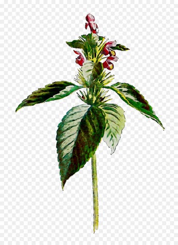 Herbaceous plant Plant stem Leaf Flower -  