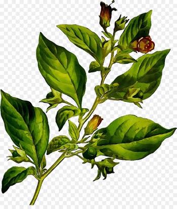 Herbarium Plants Mon herbier Belladonna Plantes sauvages -  