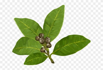 Herbs And Spices Clipart - Bay Leaf Clipart Free